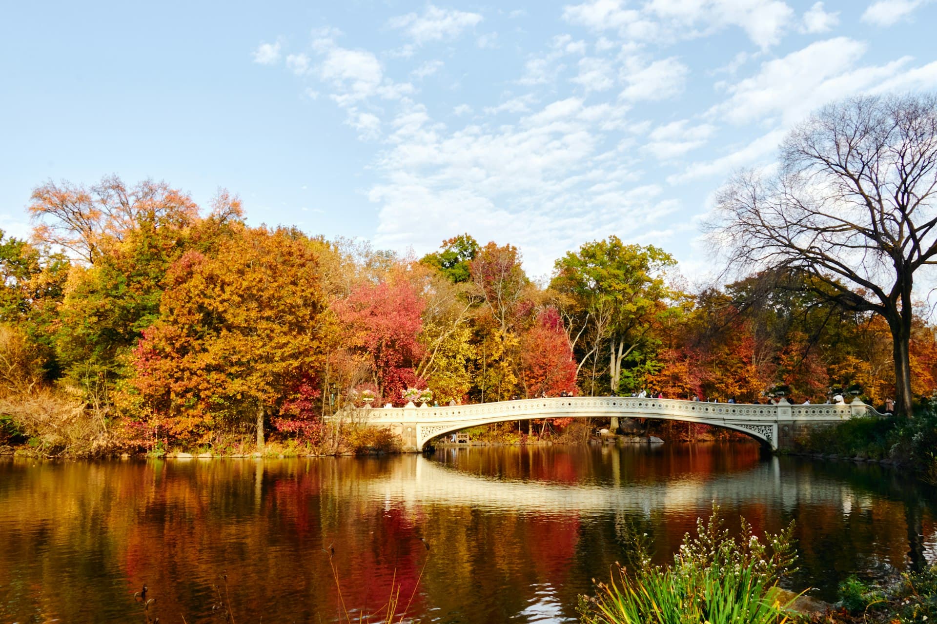Central Park pedicab ride through tree-lined paths